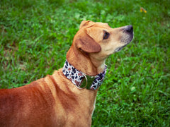 Cow Print Dog Collar