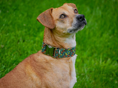 Monarch Butterfly Dog Collar