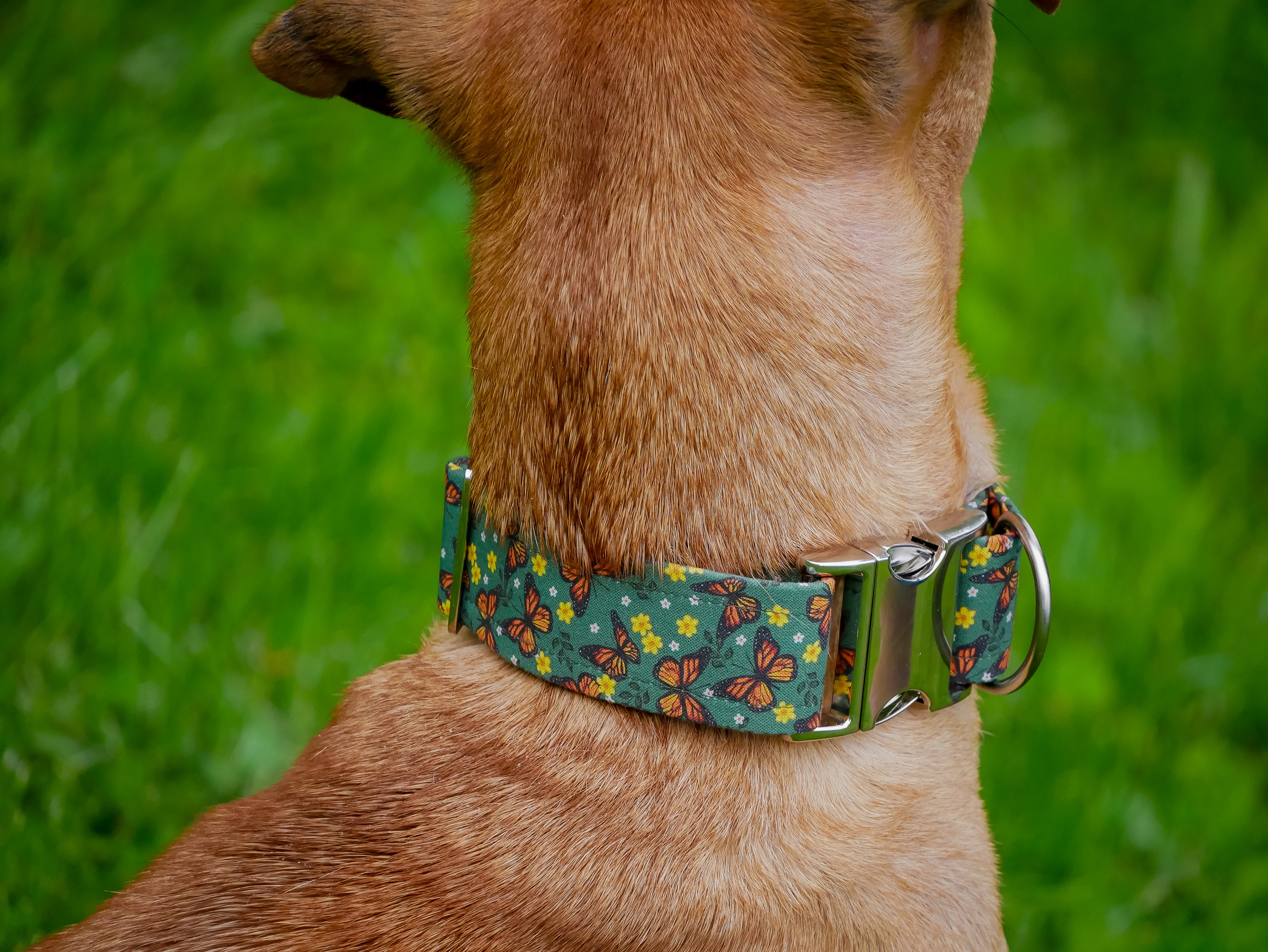 Monarch Butterfly Dog Collar