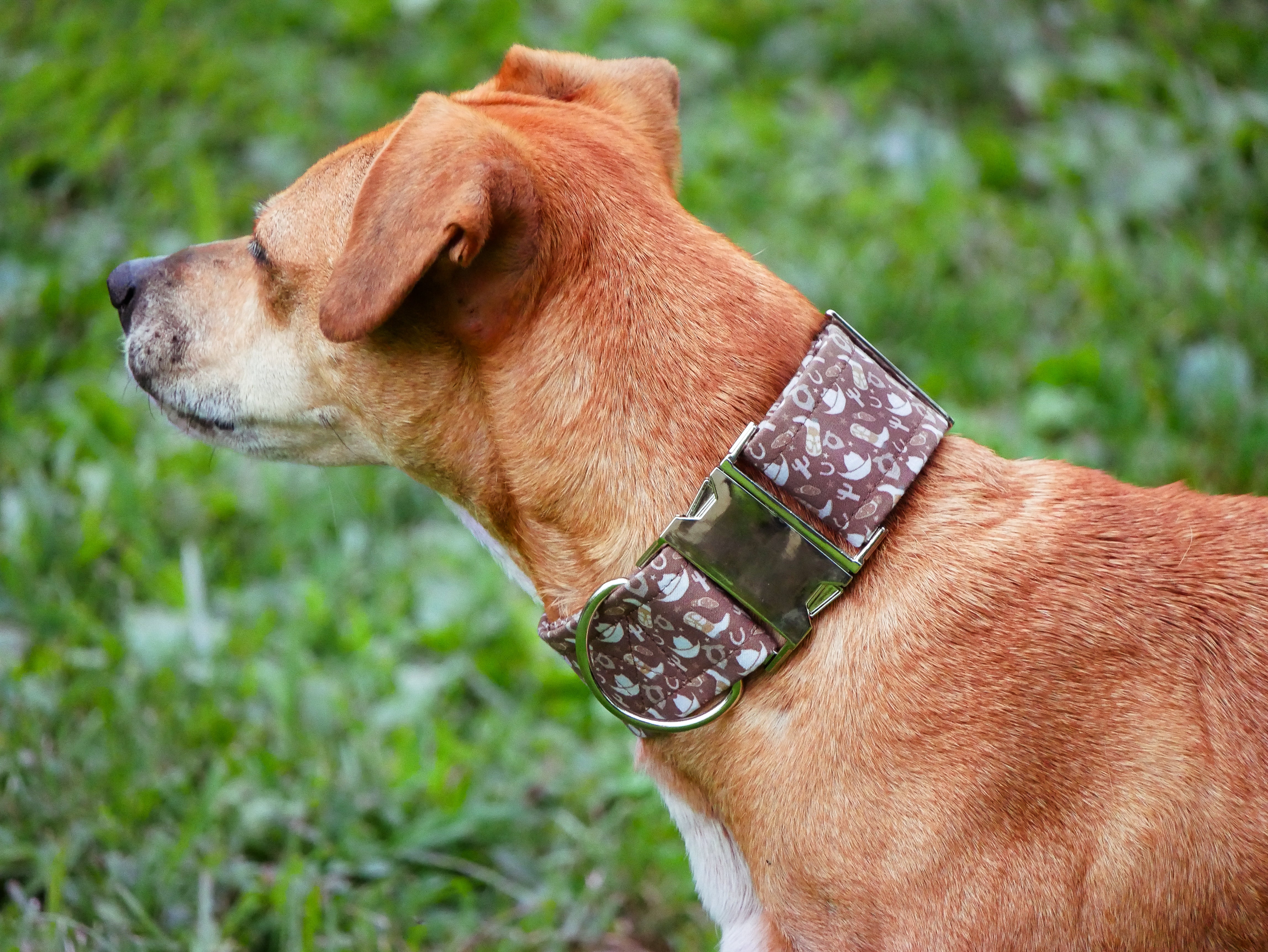 Cowboy Dog Collar