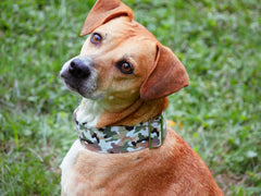 Camo Dog Collar