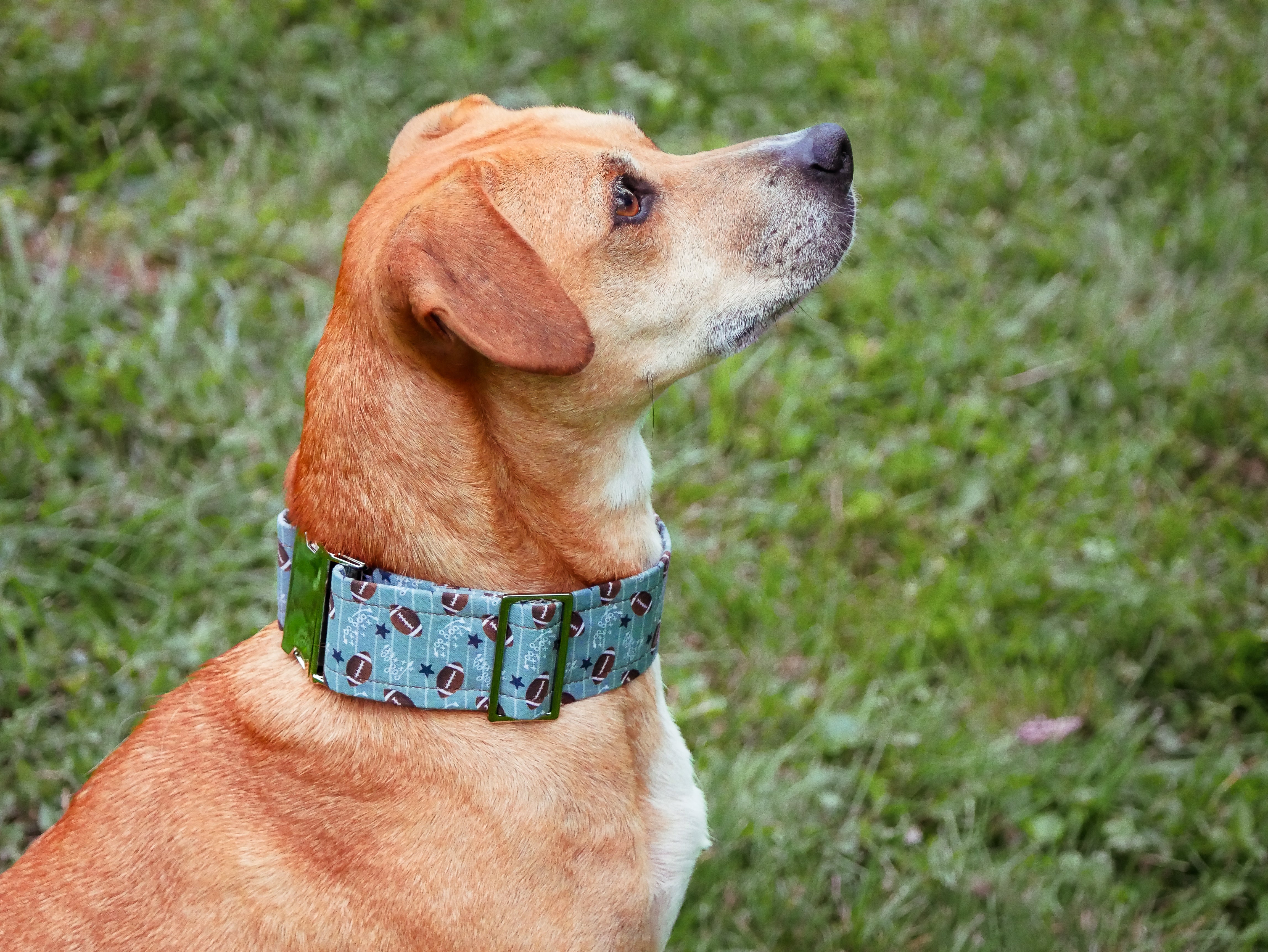 Football Field Dog Collar