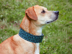 Black Dragons Dog Collar