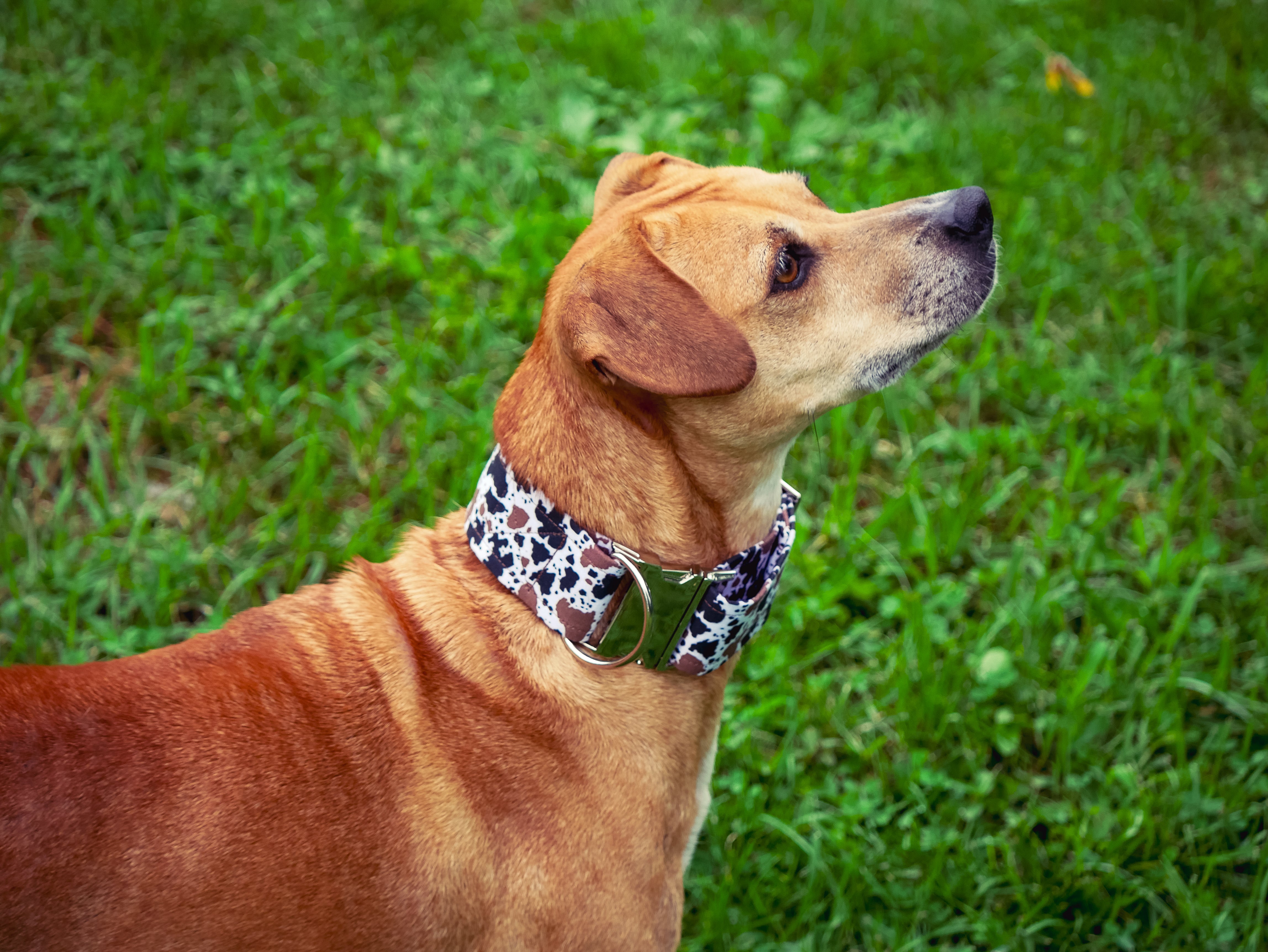 Cow Print Dog Collar