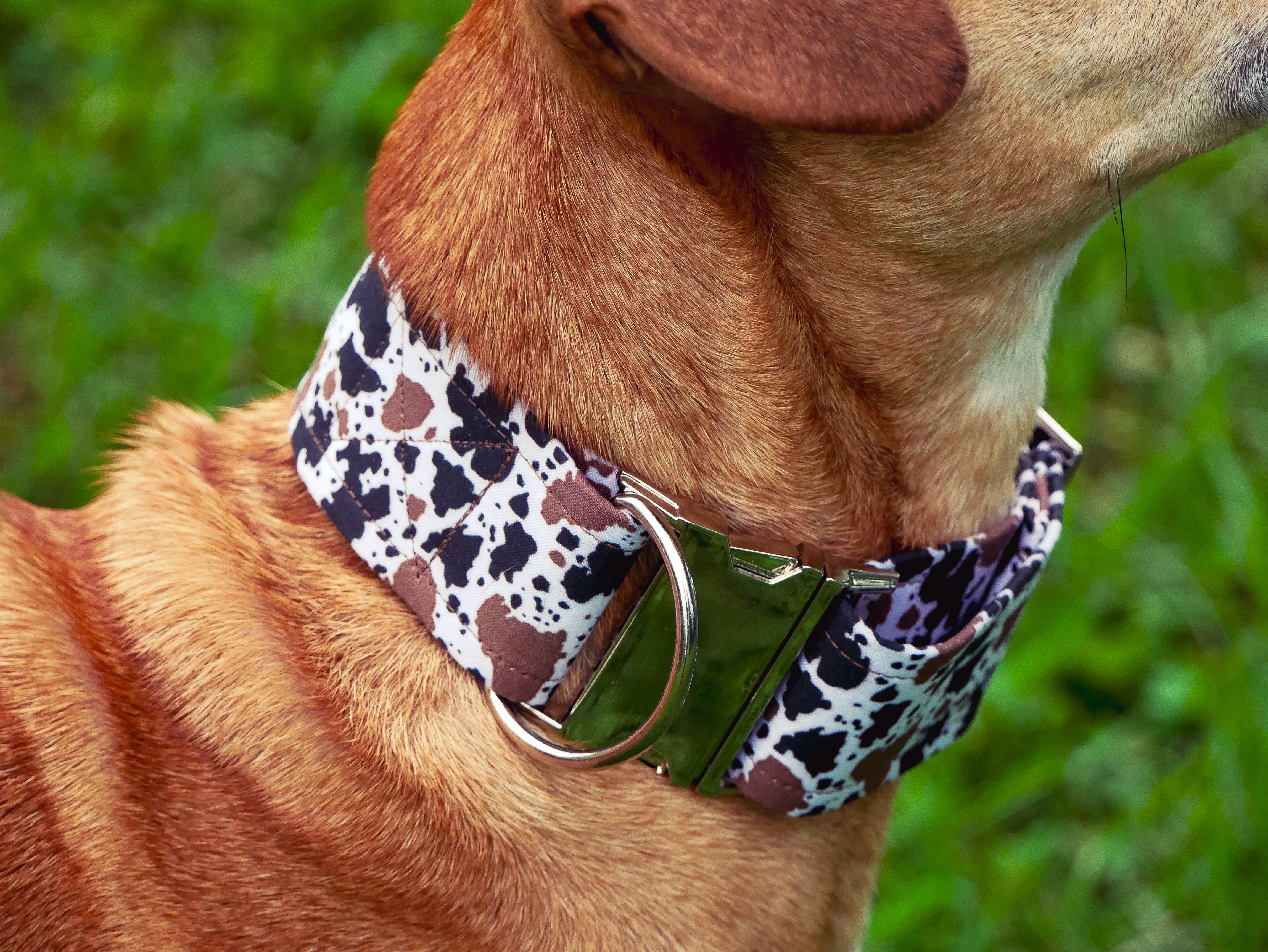 Cow Print Dog Collar
