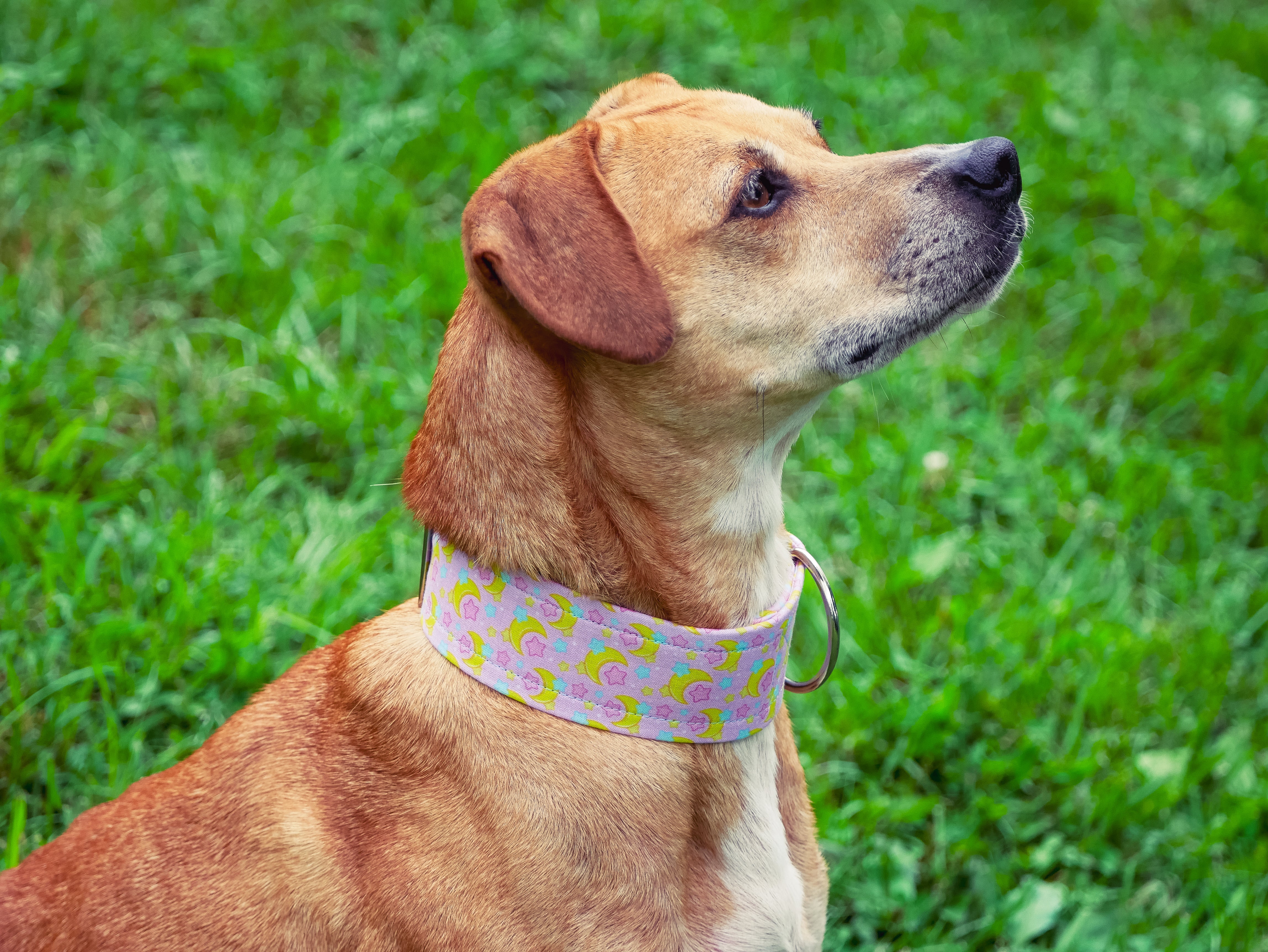 Pink Celestial Dog Collar