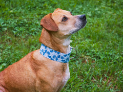 Blue Animal Cookie Dog Collar