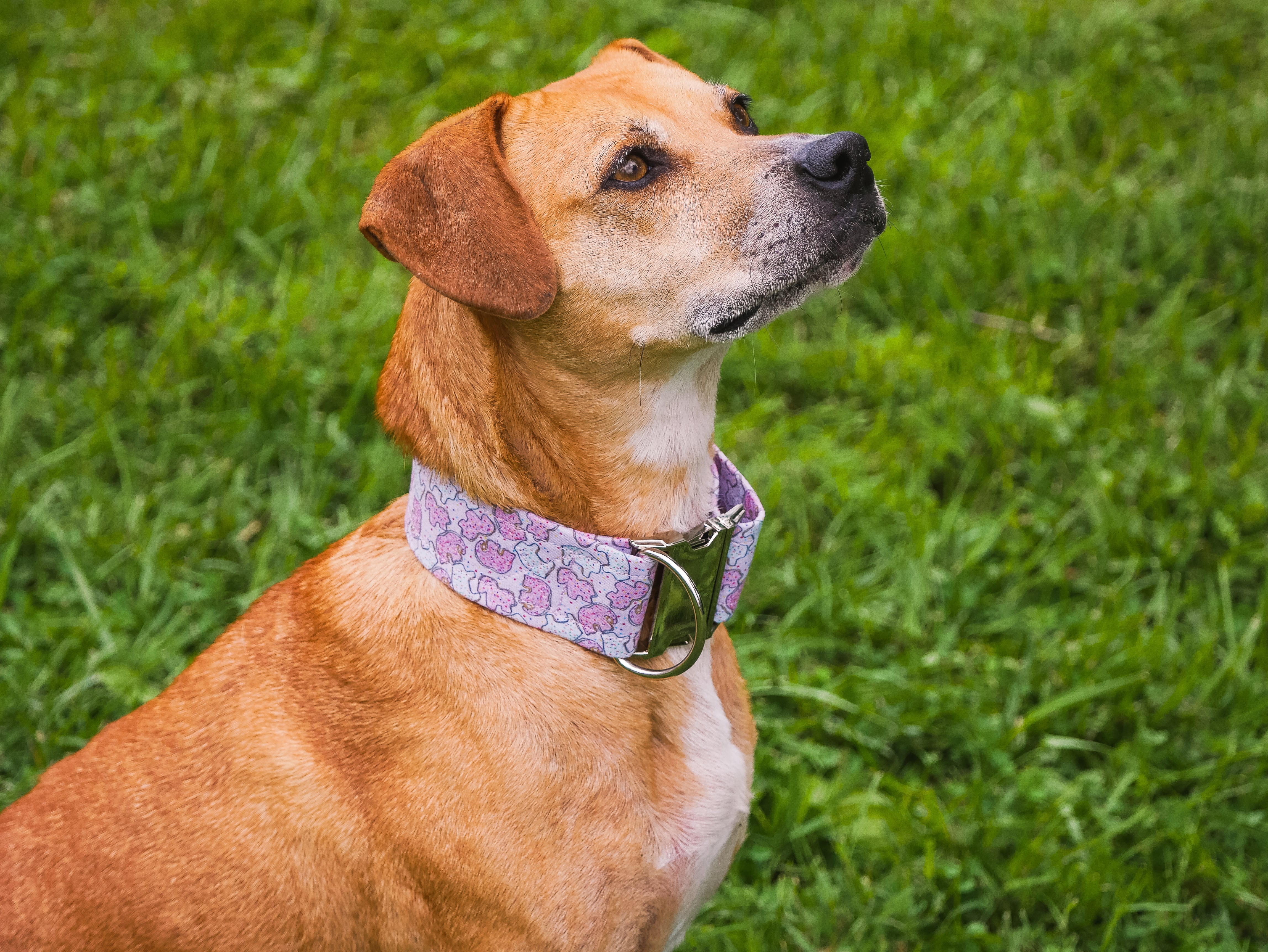 Pink Animal Cookie Dog Collar